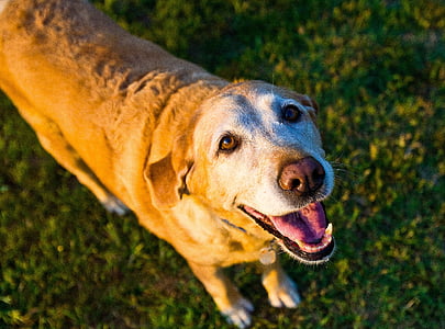 cachorro velho, amarelo, laboratório, Labrador, recuperador, Verão, ao ar livre