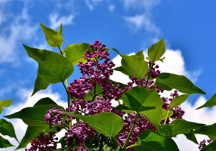 lilac, bush, bloom, lilac branch, plant, blossom, ornamental shrub