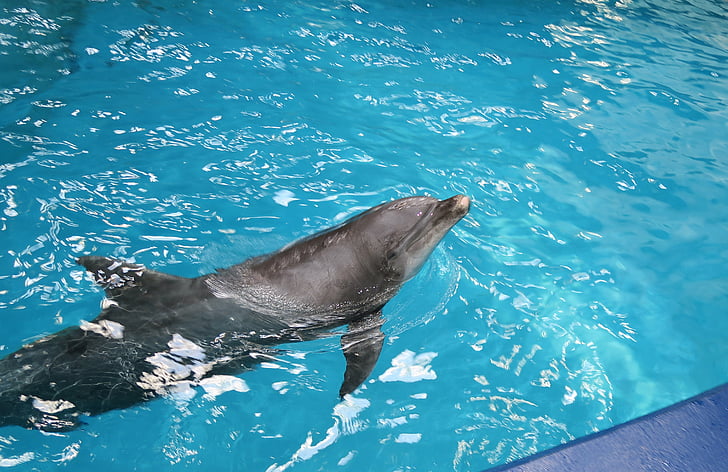 Dolphin, dyr, natur, turistattraksjon, vann, dolphinarium