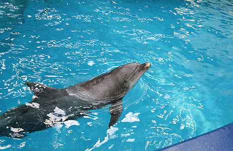 delfīns, dzīvnieku, daba, tūristu piesaistei, ūdens, dolphinarium