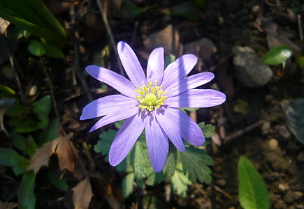 Anemone de, anemone de grec, planta, flor, una planta de jardí, jardí, violeta