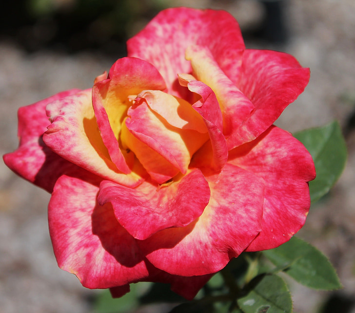 rosa roja, Rosa amarilla, multicolor, Pétalo, flor, jardín, Botánico