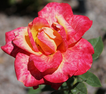 rote rose, gelbe rose, mehrfarbige, Blütenblatt, Blume, Garten, Botanische