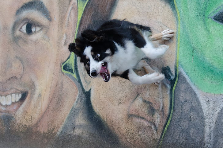 grafiti, border collie, Trik, Trik anjing, anjing Tampilkan trik, Kota