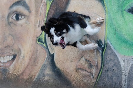 Graffiti, border collie, Astuce, tour du chien, truc de spectacle de chien, ville