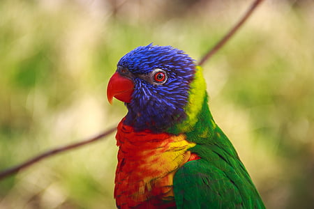 природата, животните, птица, папагал, цветове, пера, синьо