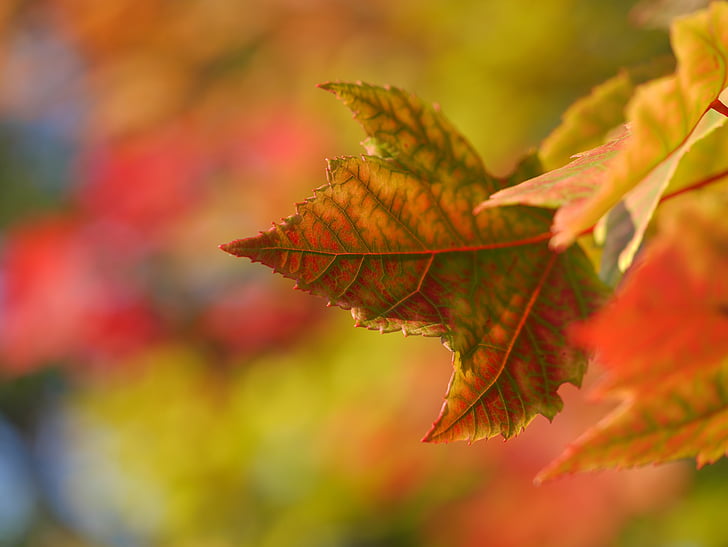 ahorn, blad, efterår, falder, sæson, natur, rød