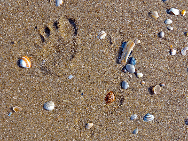 beach, mussels, footprint, sand, sea, grains of sand