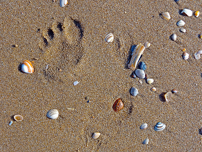 Beach, kagyló, lábnyom, homok, tenger, homokszem