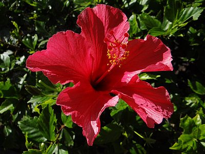 flower, botany, hibiscus