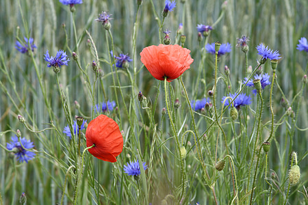 field of poppies, poppy, landscape, red, nature, flowers, field