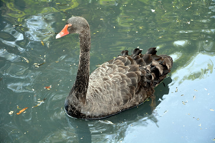 Black swan, lang hals, svømming