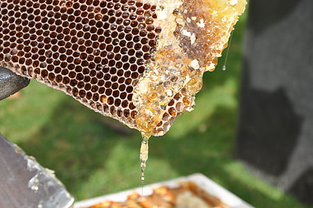 biavler, kamme, honning, natur, bier, bikube, Honeycomb
