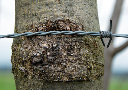 sârmă ghimpată, sârmă, rotit, închide, cabluri, copac, scoarţă de copac