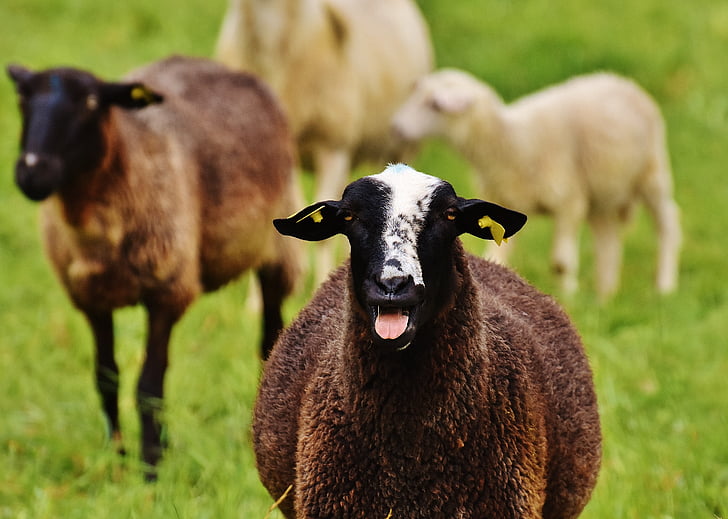 ovce, životinja, livada, vuna, pasu, priroda, farma