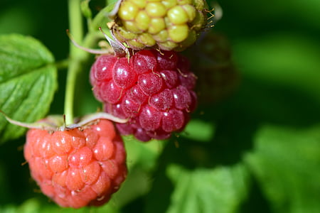 raspberries, ripe, immature, red, berries, sweet, fruit
