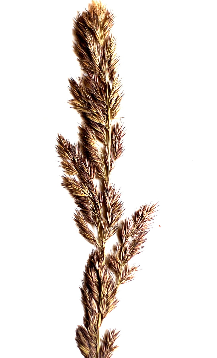 a grass, spikelet, white, nature, seed, isolated
