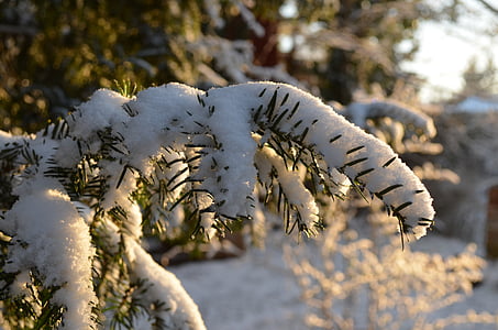 branch, winter, snow, fir, yew, conifer, frost