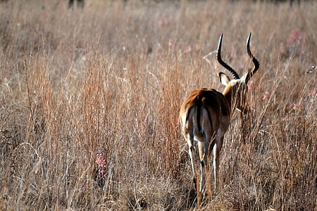 Springbok, África, animal, vida selvagem, natureza, antílope, animais na selva