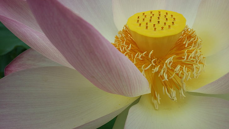 Lotus, buddhismen, blomma, symbol, religion, naturen, avkoppling