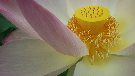 Lotus, budism, lill, sümbol, religioon, loodus, lõõgastus