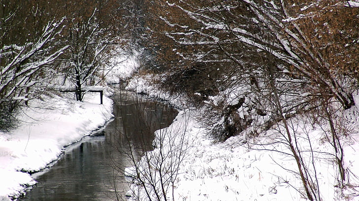 겨울, 강, 자연, 눈 덮인, 눈, 트리, 감기-온도