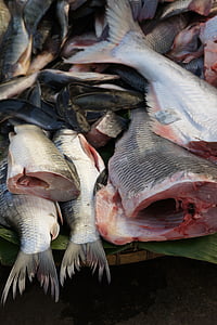 fisk, marked, kød, mad, spise, fiskemarked, landmænd lokale marked