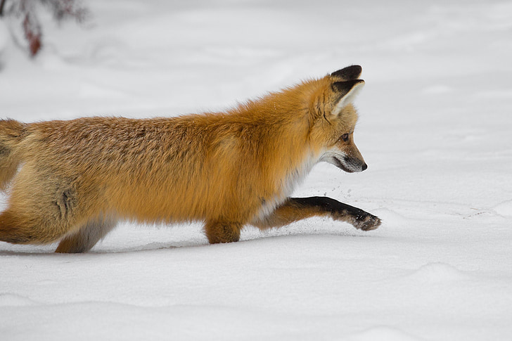 Red fox, dzikich zwierząt, Natura, Polowanie, śnieg, drapieżnik, Vulpes vulpes