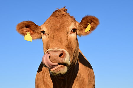 mucca, testa, testa della mucca, animale, bestiame, natura, mucca da latte