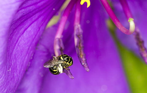 Bienen, Blume, natürliche