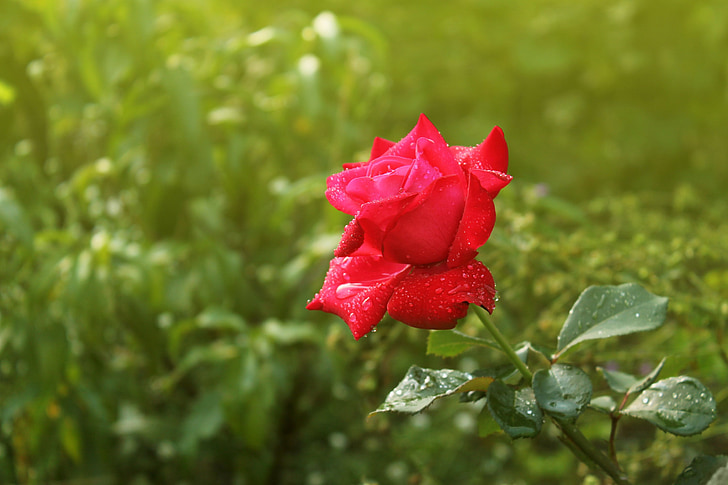 rose, flower, beautiful flower, red rose, flowers, tender rose, petals