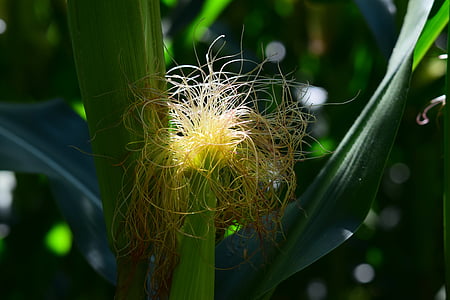 Кукуруза, Кукуруза в початках, волосы, завод, Кукуруза фуражная, растение кукурузы, закрыть