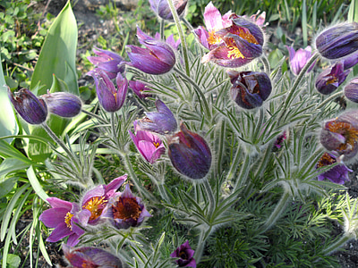 Anémone pulsatille, fleur, Blossom, Bloom, Purple