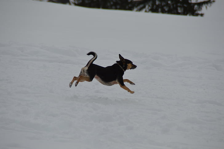 winter, hond, Terriër, -stap-springen, sneeuw