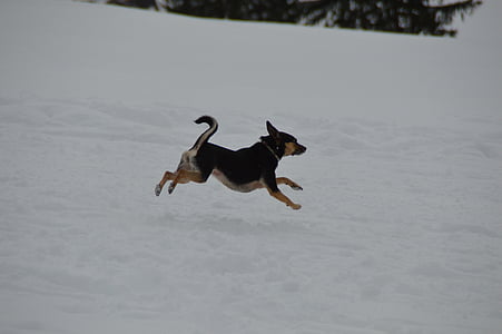 zimowe, pies, Terier, skok, śnieg