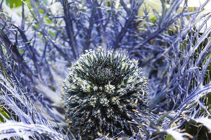 thistle, nature, plant, blue, prickly, bouquet, fill