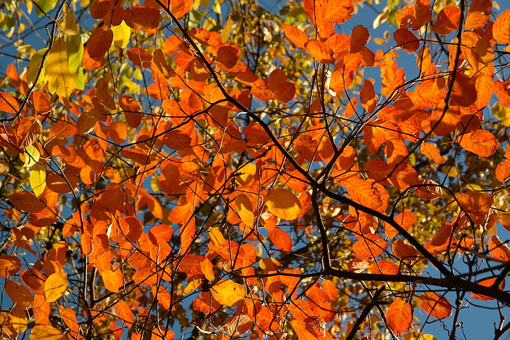 foglie, autunno, Amelanchier, arancio, rosso, rosso sangue, fogliame di caduta