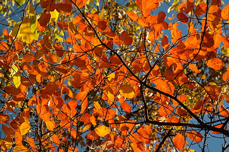 feuilles, automne, Amelanchier, orange, rouge, rouge sang, feuillage d’automne