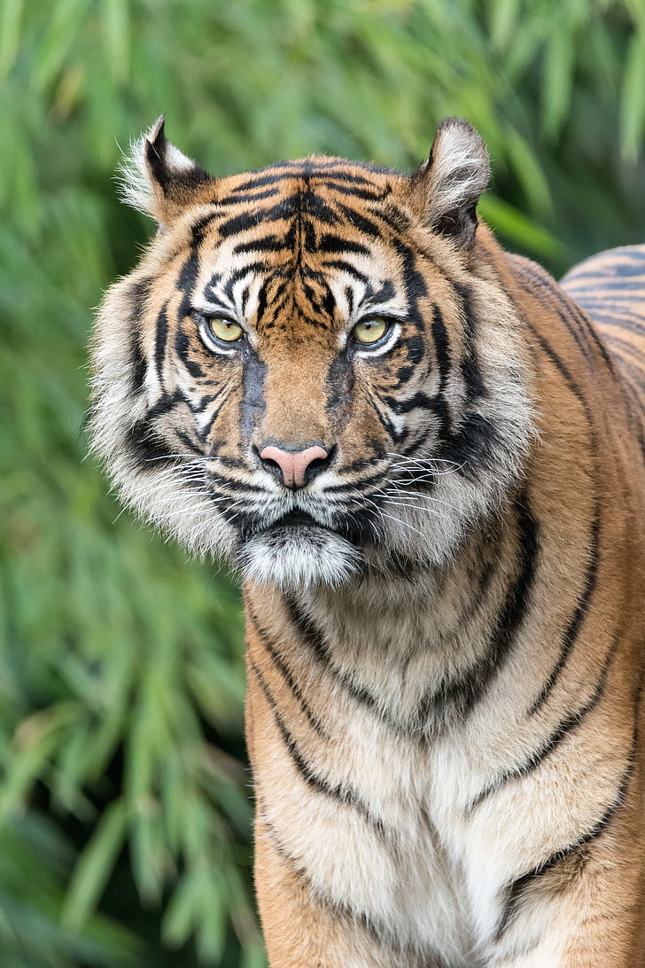Tiger, Tele-Objektiv, Predator, Zoo, ein Tier, tierische wildlife, Tiere in freier Wildbahn