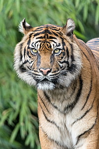 老虎, 长焦镜头, 捕食者, 动物园, 一种动物, 野生动物, 在野外的动物
