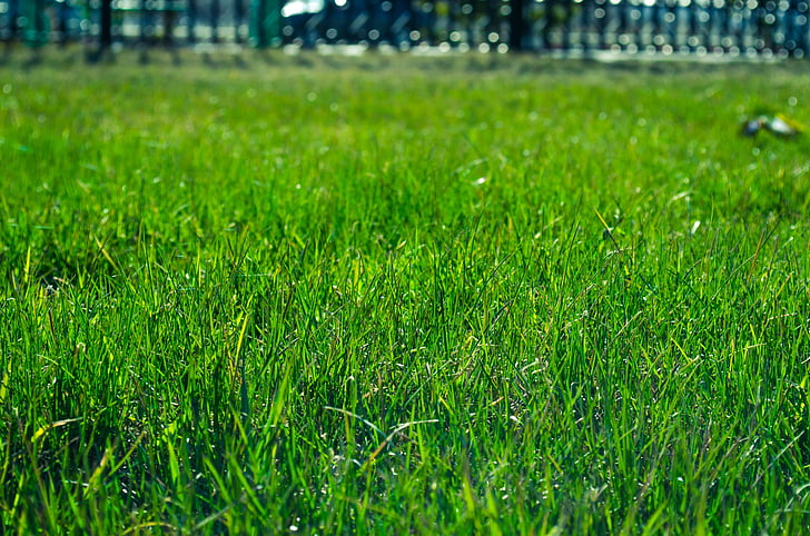 rumput, rumput, hijau, bidang, padang rumput, SOD, halaman belakang