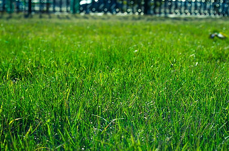 gräsmatta, gräs, grön, fältet, äng, SOD, bakgård