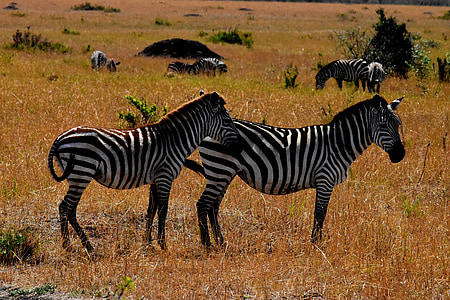 wildlife, africa, tanzania, mammal, safari, park, travel