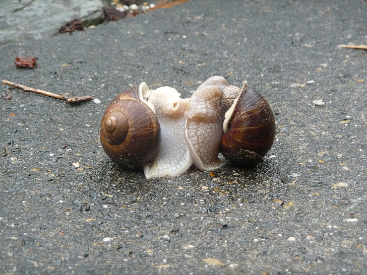 escargots, snegler, sammenkobling, langsom, kjærlighet, LUN, sex