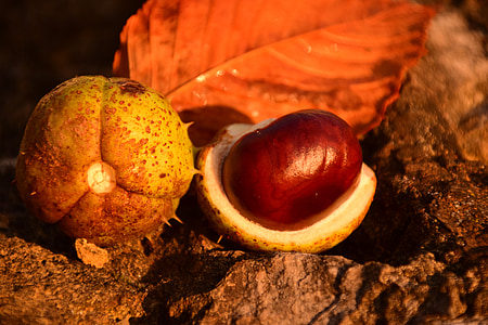 chestnut, chestnut kuda, rosskastanie biasa, musim gugur, rosskastanie Umum, buah berangan, mengkilap