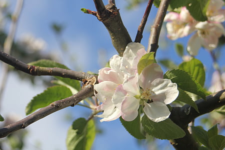 almafa, Virágszálnak Apple, fa, virág, fióktelep, kert, zöld
