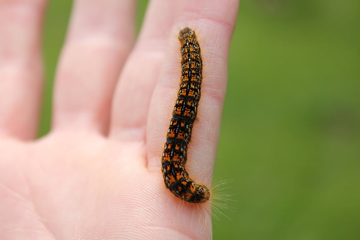 Caterpillar, mão, inseto, vida selvagem, borboleta, animal, Worm