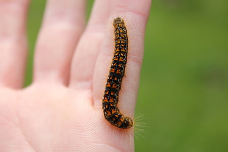 caterpillar, hand, insect, wildlife, butterfly, animal, worm