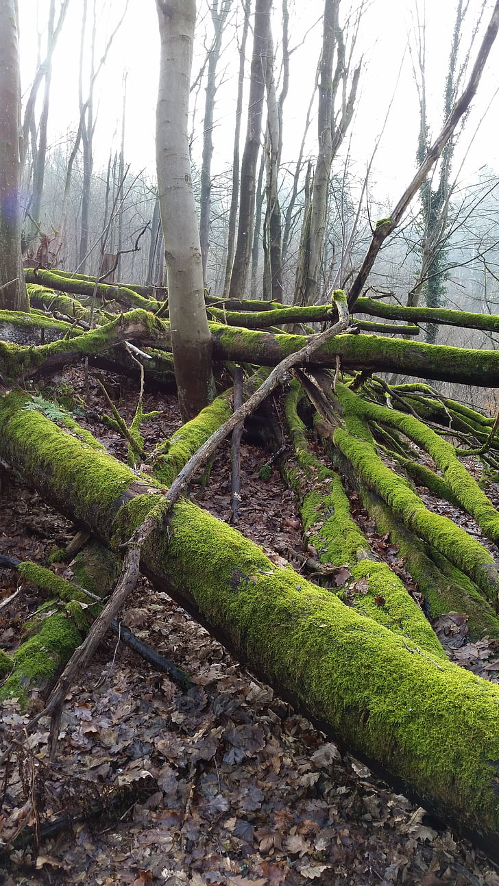 Moss, puud, metsa, loodus