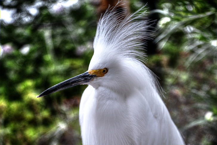 Snowy egret, vit, fågel, fjädrar, gul, öga, porträtt